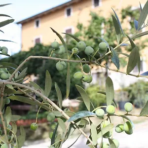 https://bb-al-frantoio.it-tuscanyhotel.com